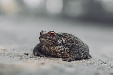frog on the ground