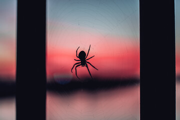 spider on the web