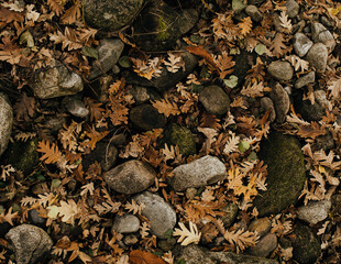 autumn floor
