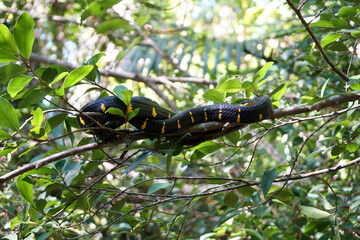 Mangrove snake, Gold-ringed cat snake in Khlong Sang Ne or Little Amazon Takua Pa in Phang Nga Thailand - short canal originated from Khao Bang Tao and ends at the Takua Pa River 