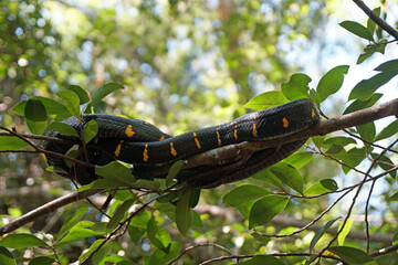 Mangrove snake, Gold-ringed cat snake in Khlong Sang Ne or Little Amazon Takua Pa in Phang Nga Thailand - short canal originated from Khao Bang Tao and ends at the Takua Pa River 