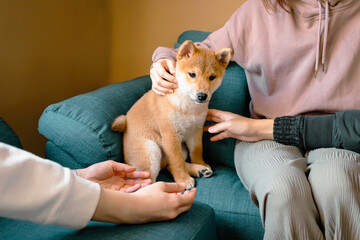 Blurred of puppy Shiba Inu dog sitting on sofa,hand touching pet . - obrazy, fototapety, plakaty