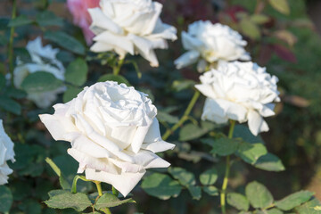 Tokyo, Japan - Rose Flower (Pope John Paul II) at Kyu-Furukawa Gardens in Tokyo, Japan.