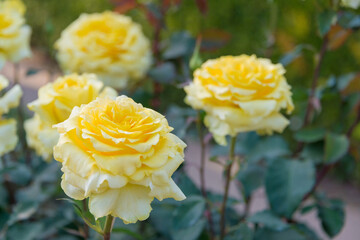 Tokyo, Japan - Rose Flower (Golden Medaillon) at Kyu-Furukawa Gardens in Tokyo, Japan.