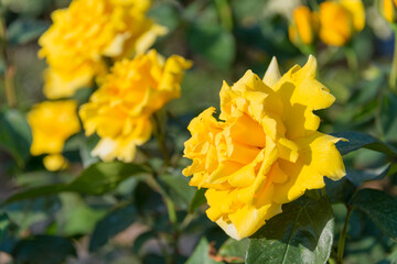 Tokyo, Japan - Rose Flower (Duftgold) at Kyu-Furukawa Gardens in Tokyo, Japan.