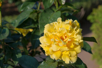 Tokyo, Japan - Rose Flower (Duftgold) at Kyu-Furukawa Gardens in Tokyo, Japan.