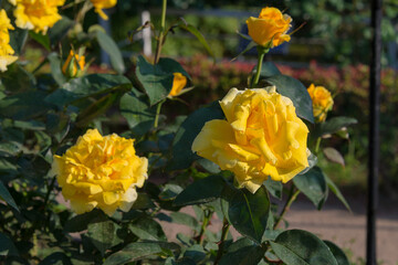 Tokyo, Japan - Rose Flower (Duftgold) at Kyu-Furukawa Gardens in Tokyo, Japan.