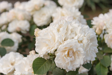Tokyo, Japan - Rose Flower (Princess of Wales) at Kyu-Furukawa Gardens in Tokyo, Japan.