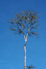 Single Tree on Khlong Sang Ne or Little Amazon Takua Pa in Phang Nga Thailand - short canal originated from Khao Bang Tao and ends at the Takua Pa River