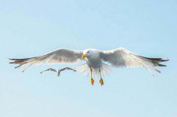 Seagull. outdoor photography. details. seagull in a beautiful summer day.