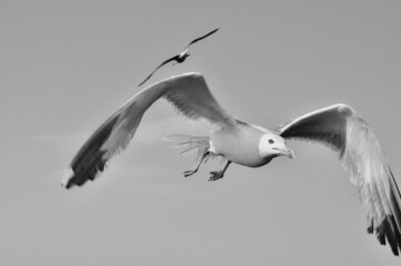 Seagull. outdoor photography. details. seagull in a beautiful summer day.