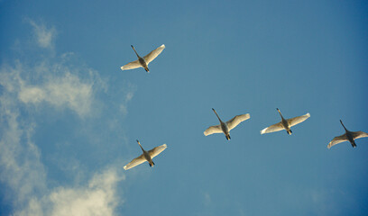 migratory birds. swan. swans caught in flight in the process of migrating to warmer places.