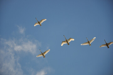 migratory birds. swan. swans caught in flight in the process of migrating to warmer places.