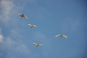migratory birds. swan. swans caught in flight in the process of migrating to warmer places.