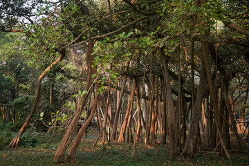 More than 250 years old banyan tree in Acharya Jagadish Chandra Bose Indian Botanic Garden at Shibpur, Howrah. Occupying about 19000 sq.m. & consisting of 4033 aerial roots, the tree looks like forest