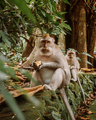 Monkeys Sitting on the Wall