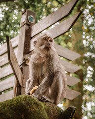 Monkey Forest Sanctuary Bali