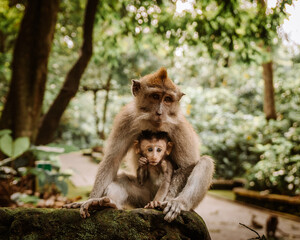 Mother Monkey and Baby Monkey