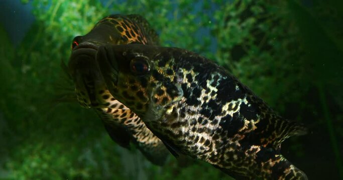 big fish swims in a home aquarium close-up