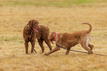 young male Chesapeake Bay Retriever they play beautifully together