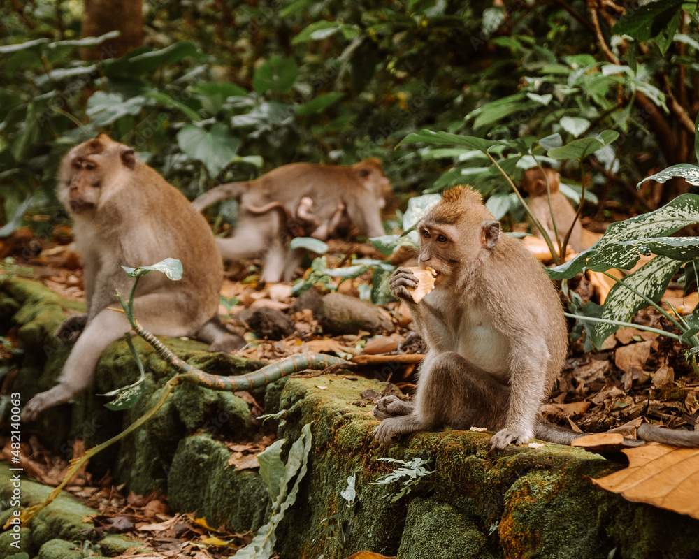 Wall mural monkeys in ubud bali