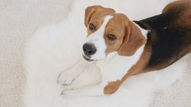 Dog Beagle lying at home on the floor and barks. Mans best friend. The puppy is resting. High quality 4k footage