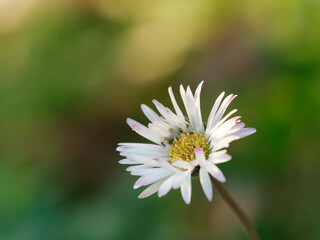 white daisy in a garden