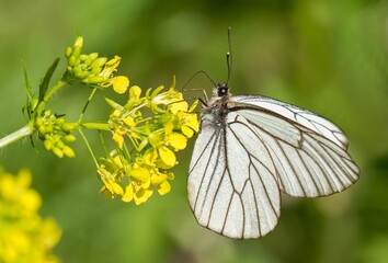 butterfly on a flower