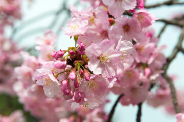Cherry blossoms (Sakura) at Ueno Park in Tokyo, Japan. Ueno Park is visited by up to 2 million people for annual Sakura Festival.