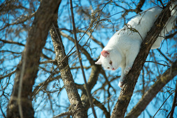 White cat climbing the branches of a tree on a sunny winter day against a blue sky - selective focus