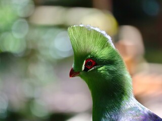The Knysna Turaco, a rare but beautiful bird that is endemic to Southern Africa.