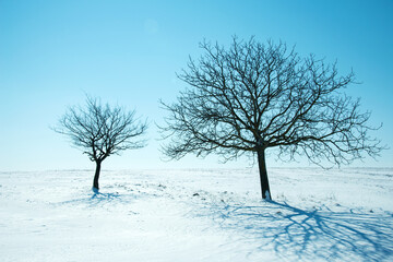 Fototapeta na wymiar Two lonely trees on a snowy field against a blue sky on a sunny winter day - selective focus