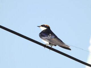 Wire tailed swallow bird on a branch