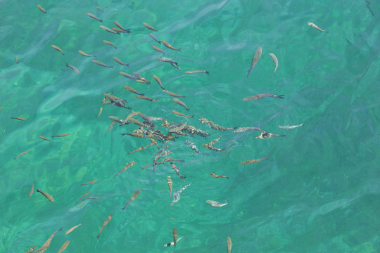 fish in the water in agean sea  in summer
