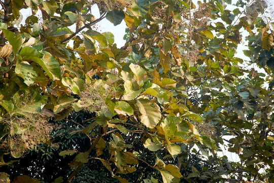 Lush green foliage of Shorea robusta, the sal (or shaal) tree forest at Simultala, in Bihar. Native to Indian subcontinent, Sal is one of the most important sources of hardwood timber in India.