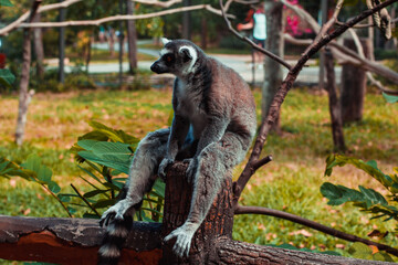 black and white lemur
