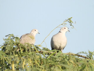 Obraz premium Eurasian collared dove - two doves