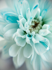 Fototapeta na wymiar Abstract clouse up floral background of a bud of white chrysanthemums. The process of coloring white flowers. Changing white flowers into blue color with food coloring. 