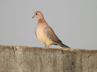 Laughing dove - pigeon on a wall