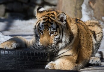 tiger in the zoo