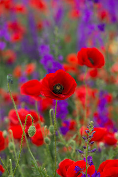 Wild poppies (Papaver rhoeas) and Forking larkspur (Consolida regalis) blooming in fthe field in sunny day - selective focus