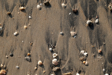 Fototapeta na wymiar Black sand beach with shell at Nang Thong Beach at Khao Lak Phang nga Thailand - Black nature abstract background 