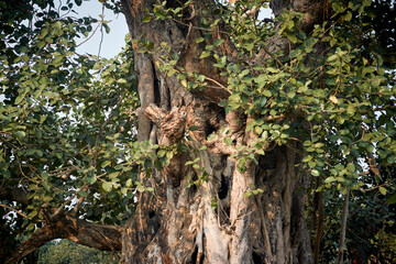An old banyan tree with large, leathery green leaves and huge woody trunk. Banyan (banyan fig or Ficus Benghalensis) is a tropical tree native to Indian subcontinent. Photo taken in Simultala, Bihar.