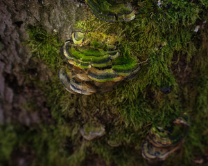 Beautiful green mushrooms growing on the side of a tree in the Palatinate forest of Germany on a fall day.