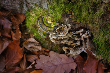 Two different mushrooms growing on the base of a moss covered tree in the Palatinate forest of Germany on a fall day.