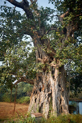 An old banyan tree with large, leathery green leaves and huge woody trunk. Banyan (banyan fig or Ficus Benghalensis) is a tropical tree native to Indian subcontinent. Photo taken in Simultala, Bihar.