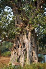 Fototapeta na wymiar An old banyan tree with large, leathery green leaves and huge woody trunk. Banyan (banyan fig or Ficus Benghalensis) is a tropical tree native to Indian subcontinent. Photo taken in Simultala, Bihar.