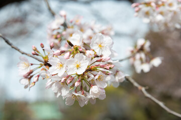 Cherry blossoms at Ueno Toshogu Shrine in Ueno Park, Tokyo, Japan. A shrine dedicated to Tokugawa Ieyasu (1543-1616) built in 1627.