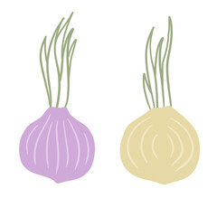 Onion in doodle style. Vegetable food and harvest. Simple drawing. Spicy Leek bulb. Flat cartoon isolated on white