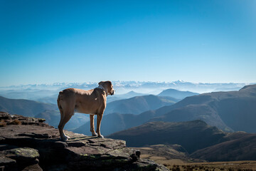 Cachorro a olhar sobre o pico da montanha Artzamendi no País Basco